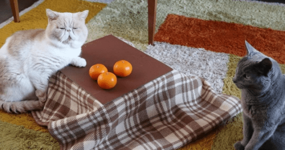 You and your family can kiss productivity goodbye with this ginormous  kotatsu futon