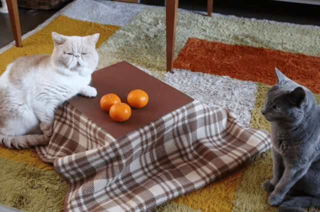 Cat kotatsu let your feline friends relax through winter the Japanese way【Photos】