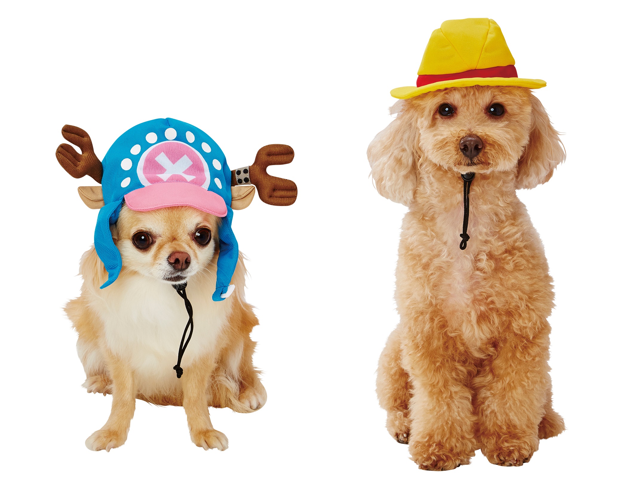 tony tony chopper dog hat