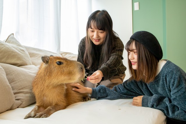 Japan’s first-ever capybara cat cafe opens in Tokyo