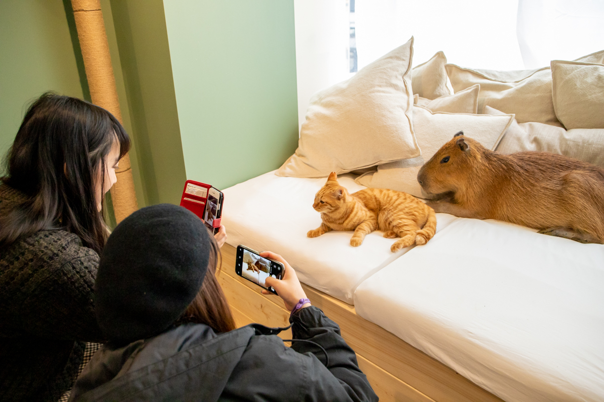 Japan’s First-ever Capybara Cat Cafe Opens In Tokyo | SoraNews24 -Japan ...