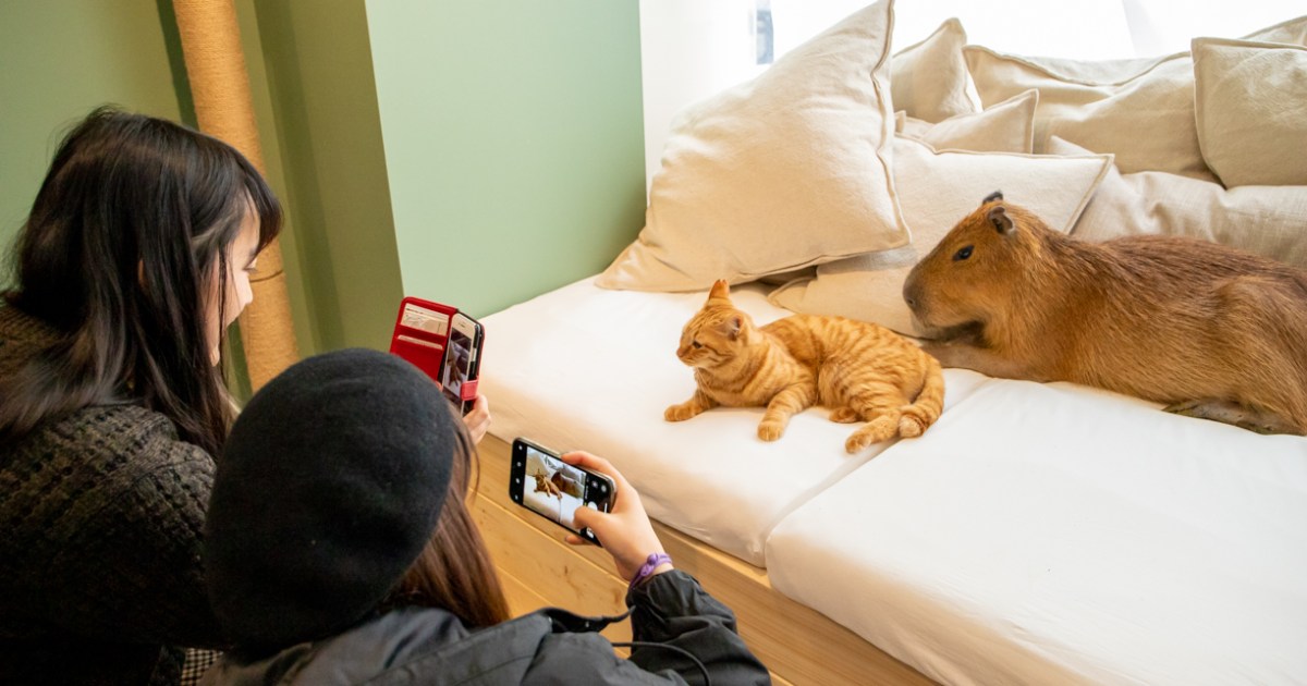 Capybara Cat Cafe Japan Capy Neko Kichijoji Tokyo Japanese pets animals new  11