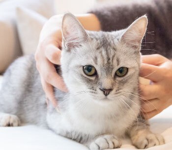 Capybara Cat Cafe Japan Capy Neko Kichijoji Tokyo Japanese pets animals new  11