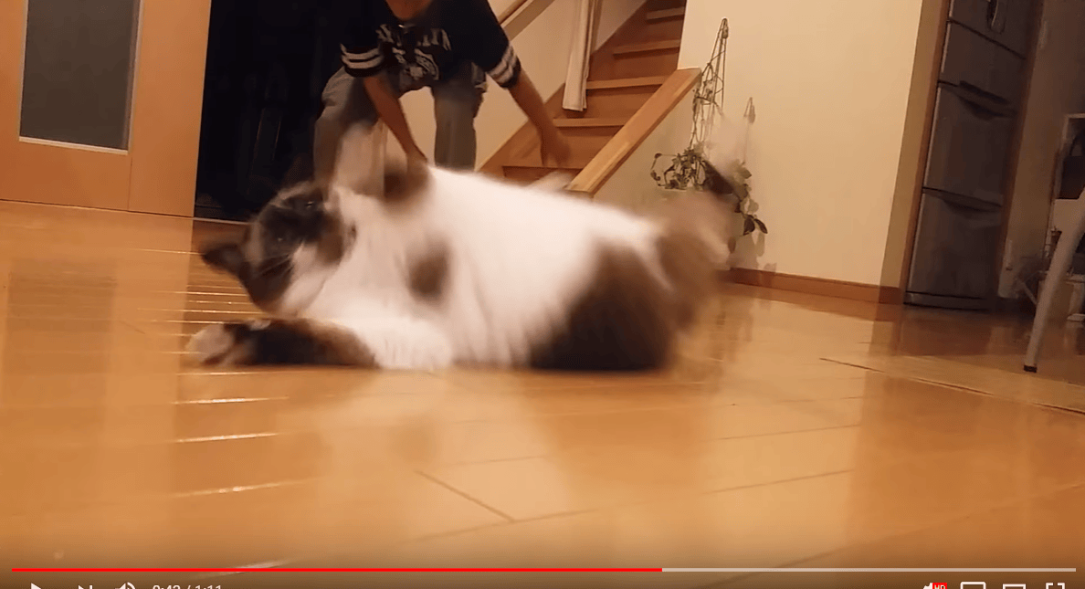 And now, a spot of everyone’s favorite winter sport: Japanese cat ...