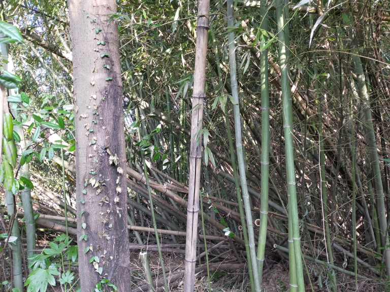 The Spot In Kyoto Where Japan’s Most Treacherous Samurai Was Hunted 