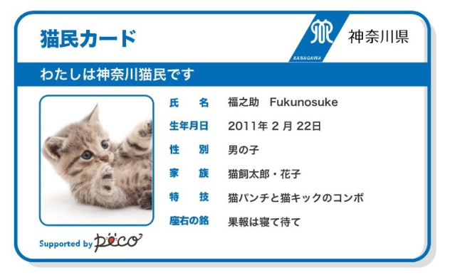 Cats in Japan can now get digital resident cards in Kanagawa Prefecture