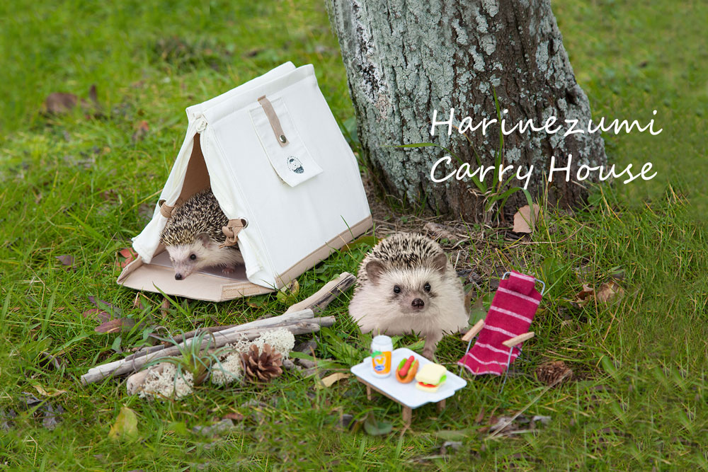 Hedgehog Carry House From Japan Lets You Take Your Little Pets With You Wherever You Go Soranews24 Japan News,Zebra Danio Fish