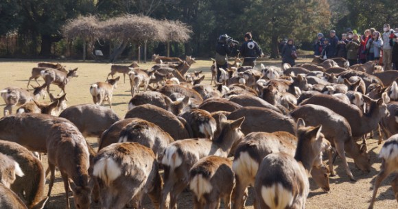 Shika Yori The Calling of the deer Nara Park winter events tourism ...