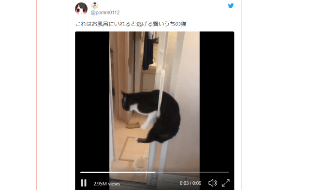 Japanese cat does a perfectly graceful acrobatic flip to escape from the perilous shower room【Video】