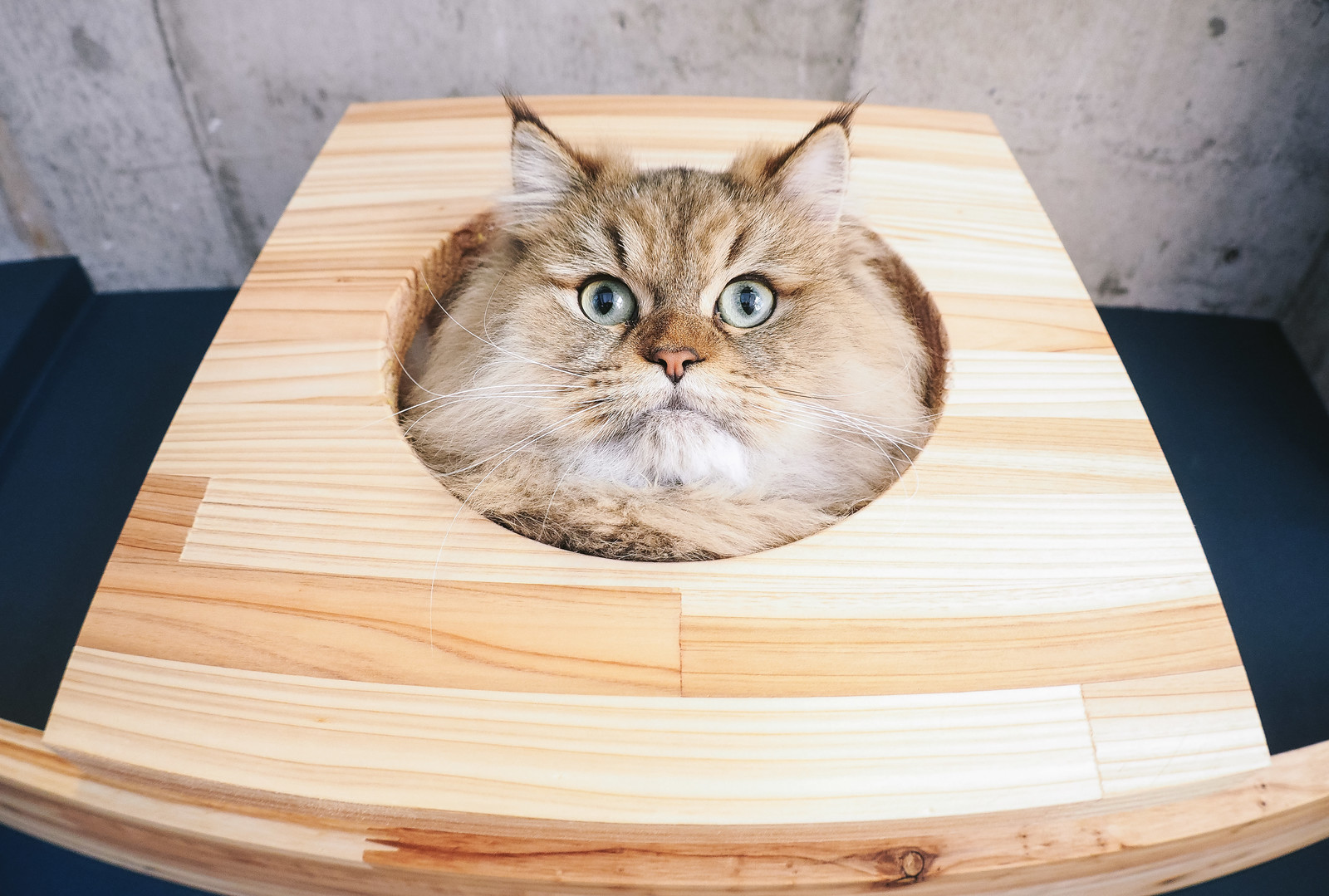 Japanese Twitter amazed to learn that cats can be used as on/off ...