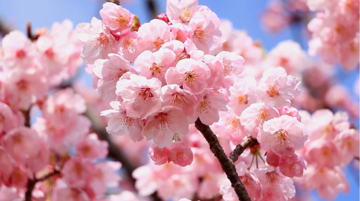 Domino’s offers sakura videos, free second pizzas to get Japan to do ...