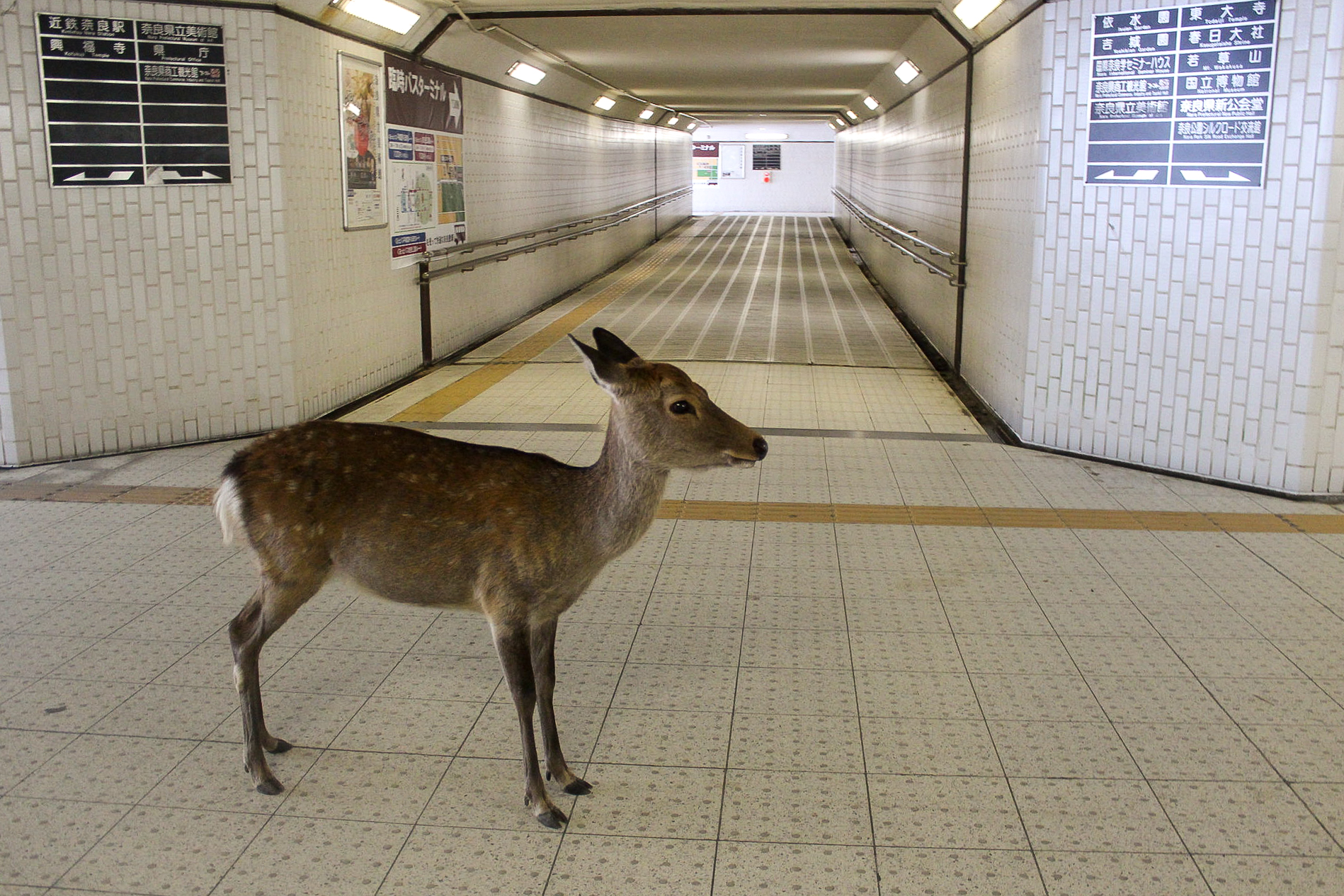 https://soranews24.com/wp-content/uploads/sites/3/2020/03/nara-deer-news-photos-travel-tourists-coronavirus-covid19-.jpg