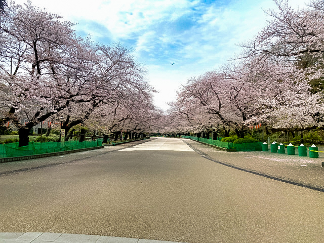 Ueno Park looks eerily deserted in the midst of the coronavirus 【Photos】