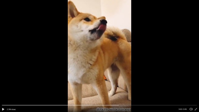 Funny Shiba dog had a silly reaction to eating natto, frightened its owners, made the vet laugh