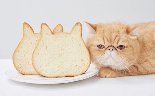 Japan’s heart-melting, mouthwatering cat-shaped bread can now be ordered online【Photos】