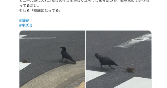 Shibuya rats appear on streets as people stay home during coronavirus ...