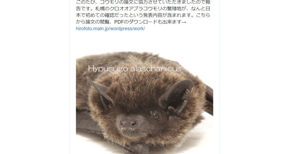 Large bat species discovered to be breeding in Japan for the first time