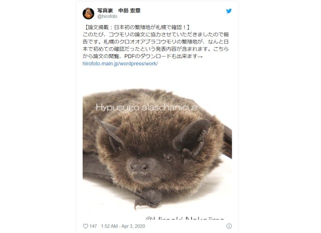 Large bat species discovered to be breeding in Japan for the first time