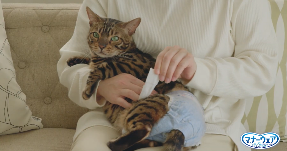 Japan’s cat diaper video shows how to keep your feline friend dry AND