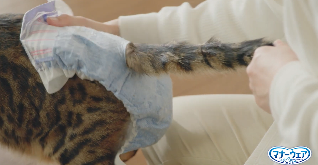 Japan’s cat diaper video shows how to keep your feline friend dry AND