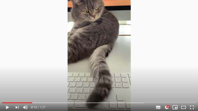 Cat taking over your work-from-home keyboard? Japanese YouTuber has super easy solution【Video】