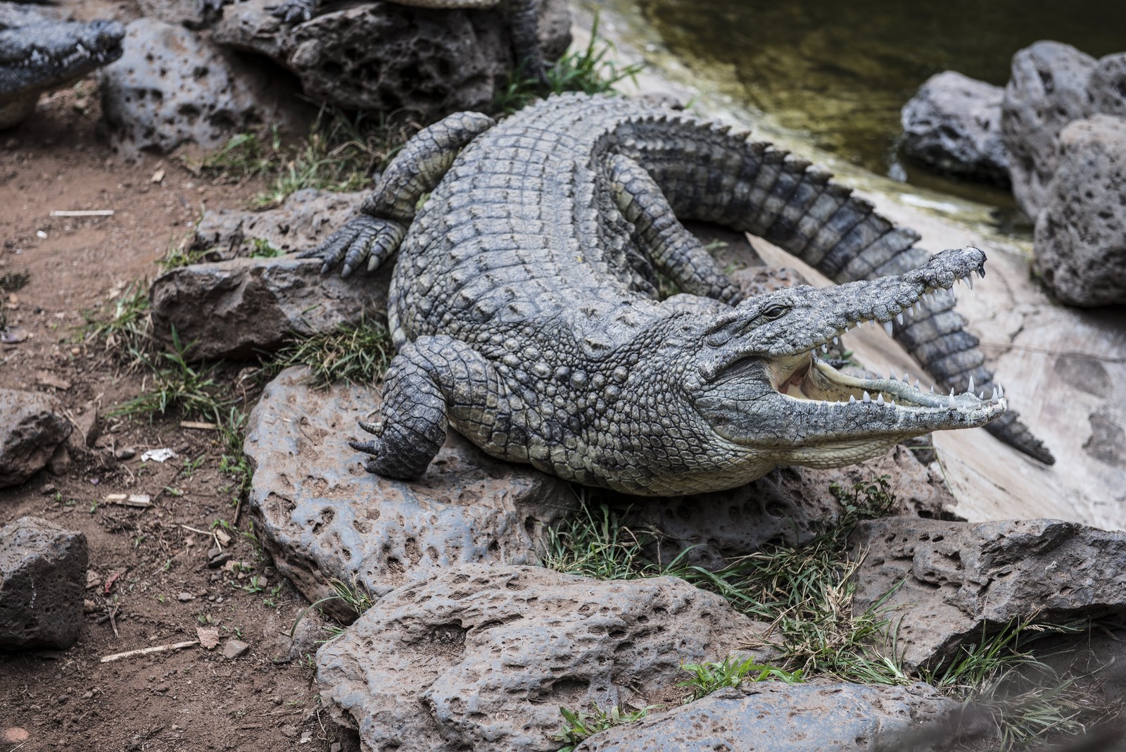 japanese television crocodile dentist