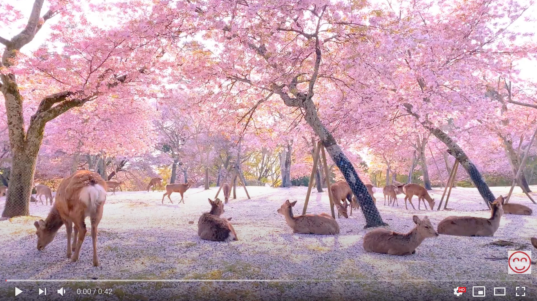 Sakura cherry blossoms float on breeze, land on Nara deer in perfect