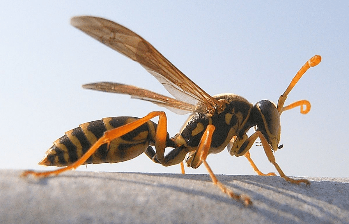 Japanese Twitter user shows how to keep wasps away from 