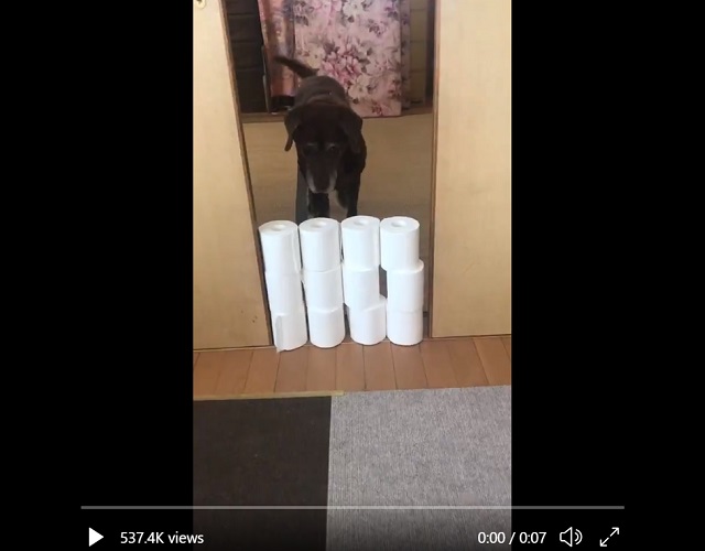 Old dog shows new trick with very Japanese solution to toilet paper wall challenge【Video】