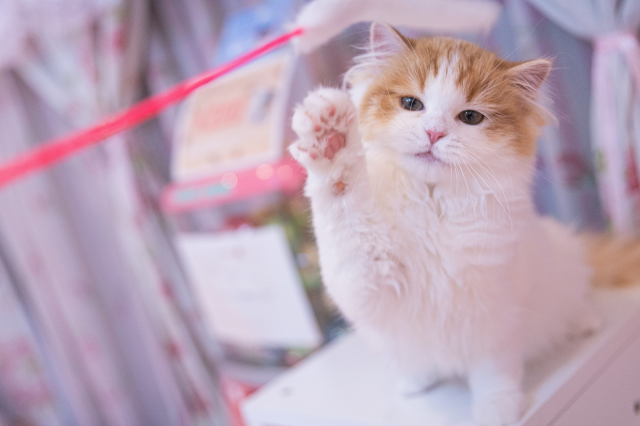 Kyoto woman arrested for stealing cat from pet shop, offers strange justification to police