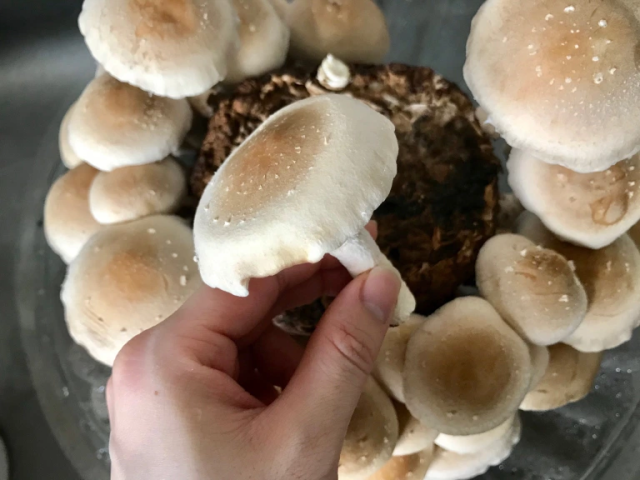 Oh shiitake! How to grow your own with Japan’s super-easy mushroom cultivation kit【Photos】