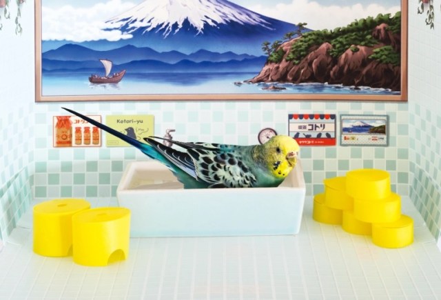 You can open a Japanese-style bathhouse for your pets or anime figures with the Bird Sento【Pics】