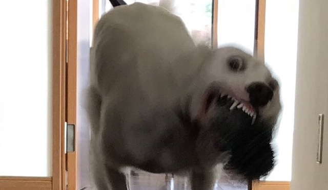Happy horror — Rescue dog in Japan gets a toy, gives everyone else nightmares
