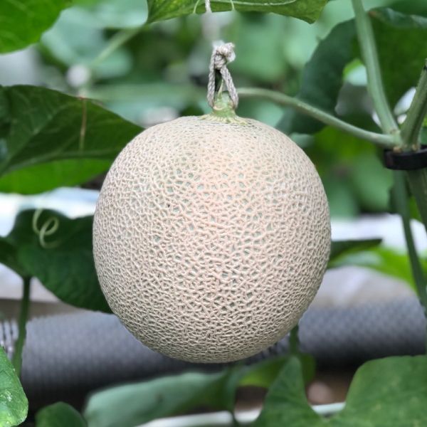 Melon kesturi