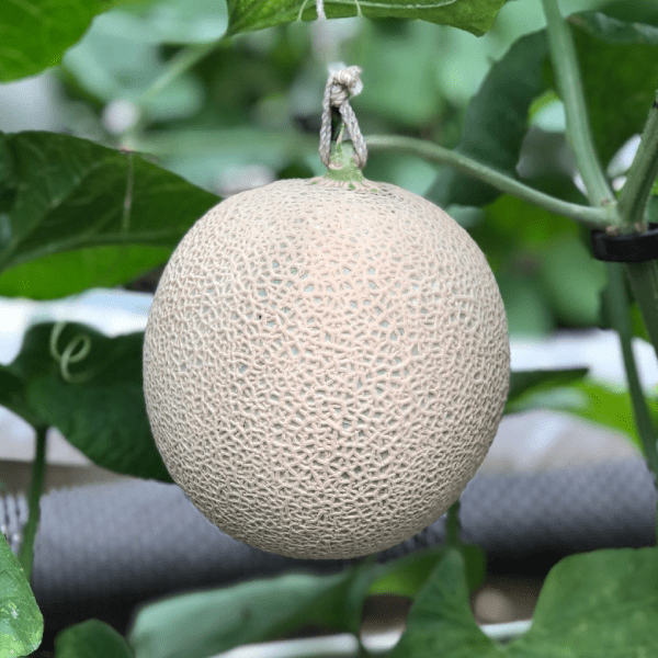 Amazingly beautiful cakes inside fruit – Our newest Japanese dessert ...