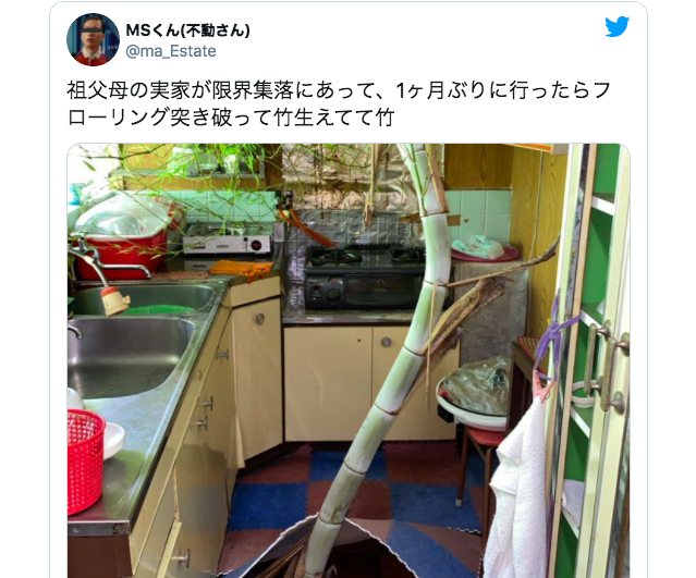 Netizen visits grandparents’ house, finds undisturbed bamboo stalk growing in the kitchen【Pics】