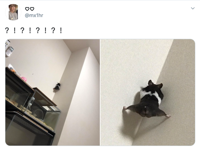 Japanese hamster shows impressive feat of strength, Twitter more focused on its butt