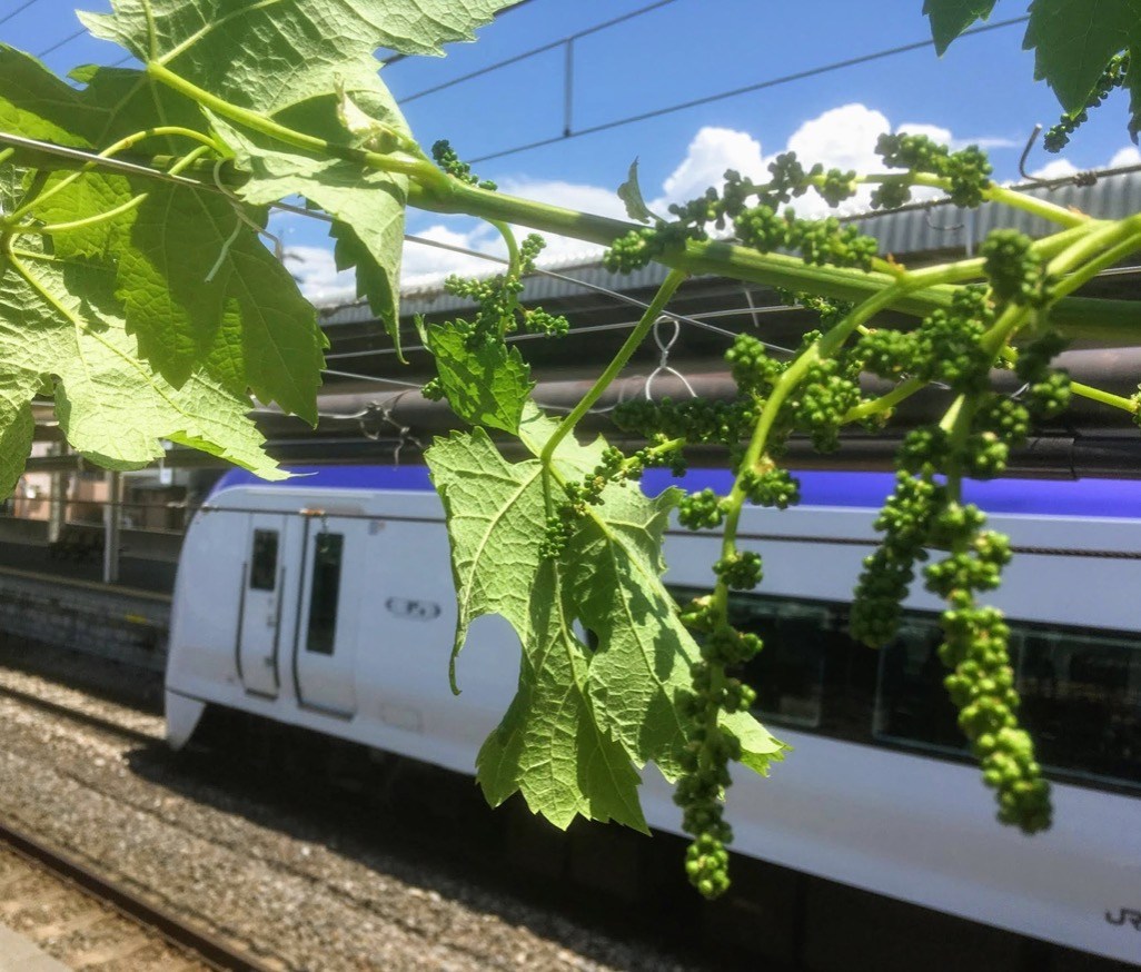 Japanese train station grows wine grapes on the platform | SoraNews24 ...