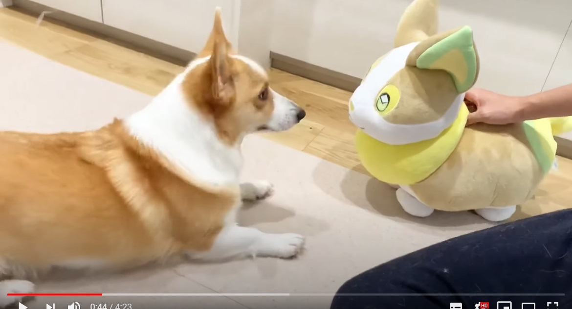 pokemon corgi plush