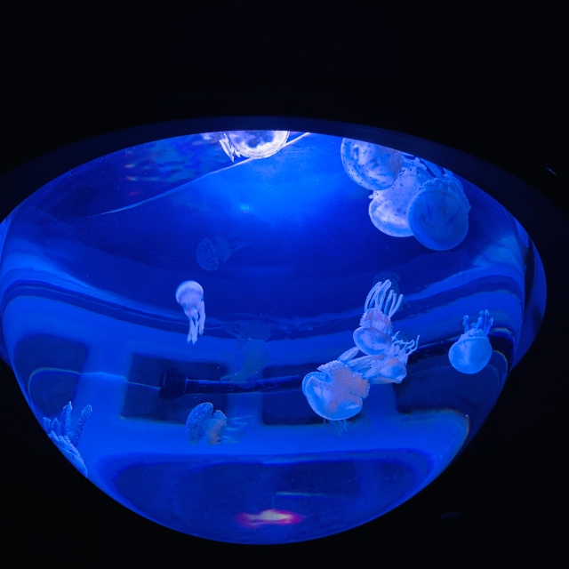 Dive into a galaxy of jellyfish with Ikebukuro Sunshine Aquarium's