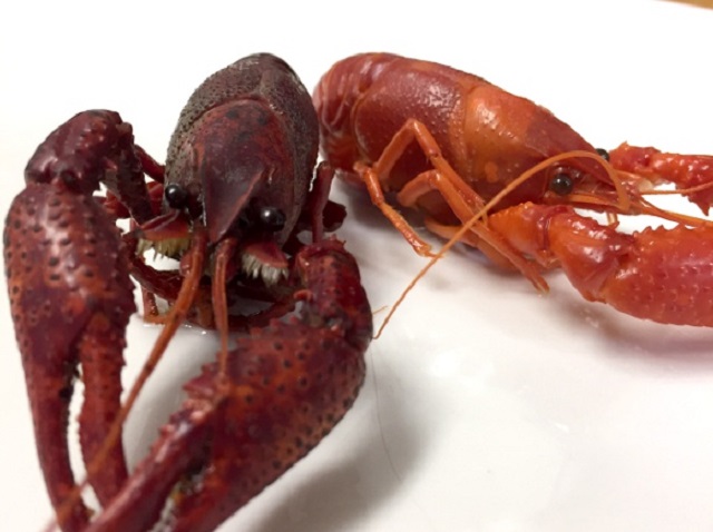 Japan government to fine up to one million yen for anyone harboring illegal alien crayfish