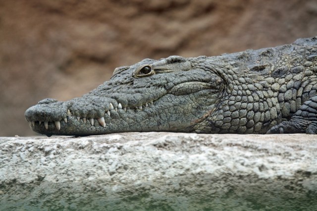 Japanese politician caught watching crocodile video in parliament meeting finally explains himself