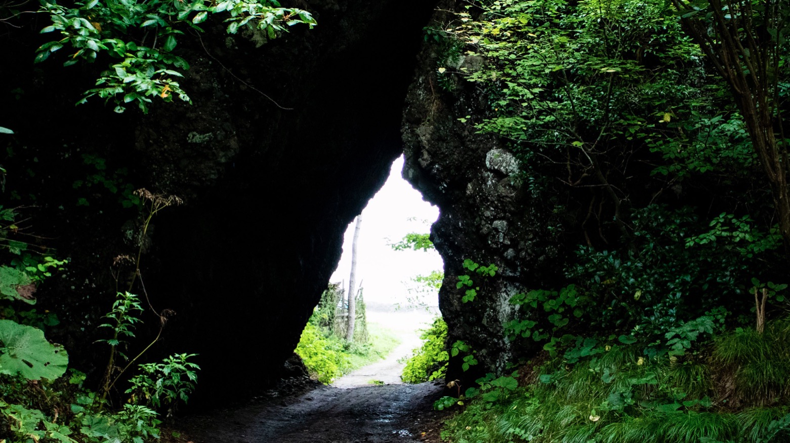 Totoro discovered in Japanese forest【Photos】  SoraNews24 -Japan 
