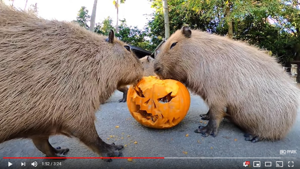 Trick or treat? Capybaras at Nagasaki Biopark devour jack-o