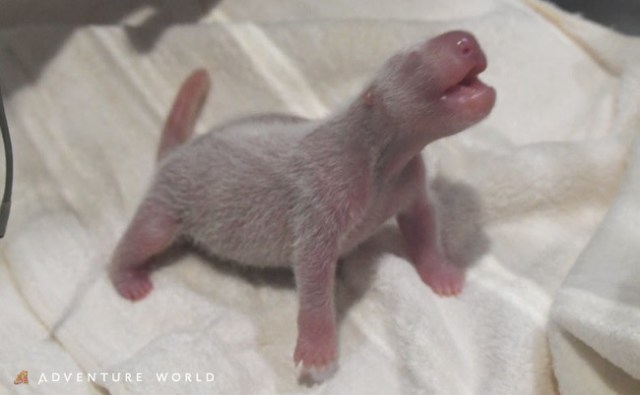 Teeny tiny giant panda baby born in Japan【Photos】