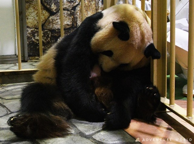newborn baby panda bears