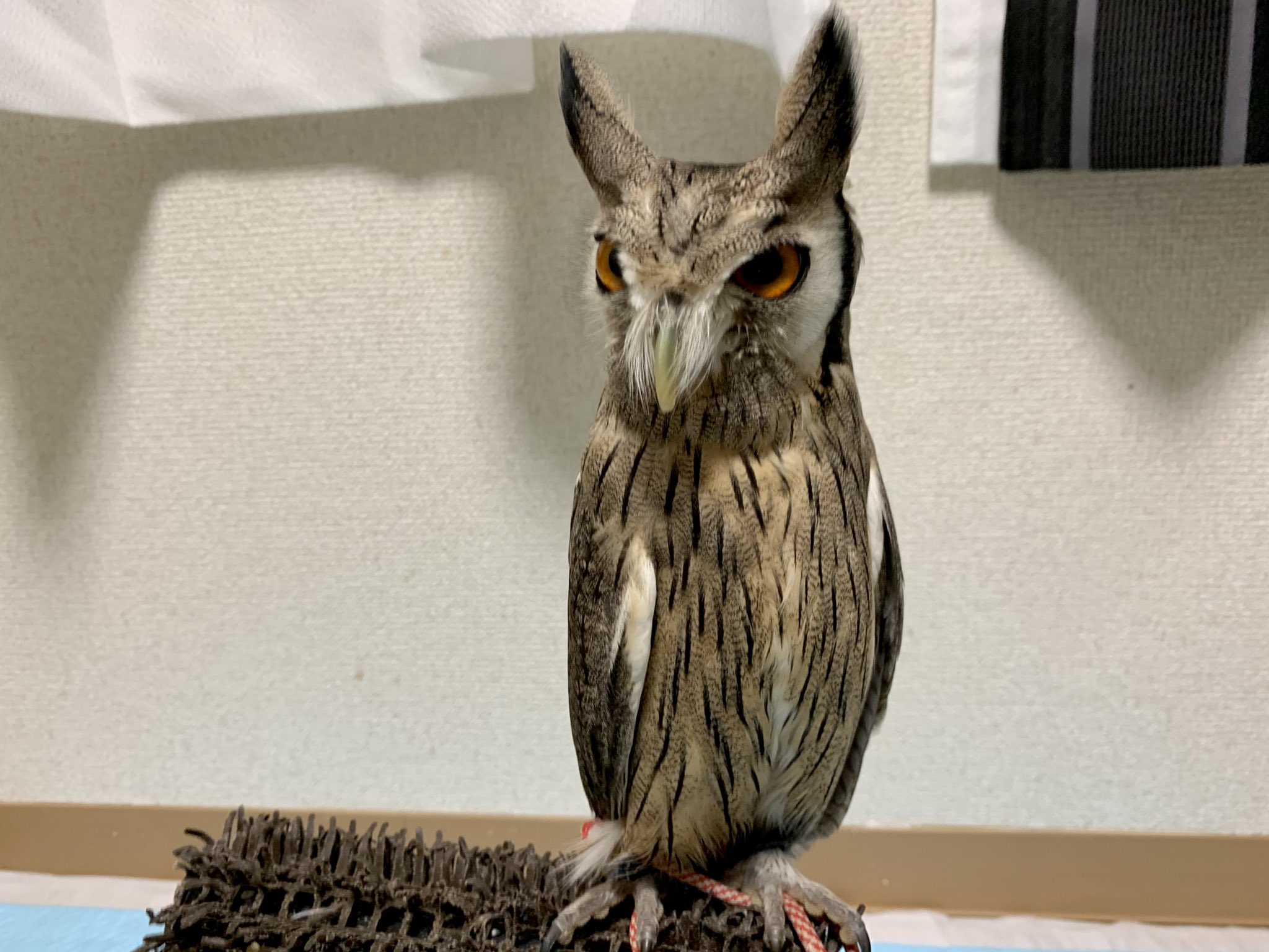 Cute sales pet owl