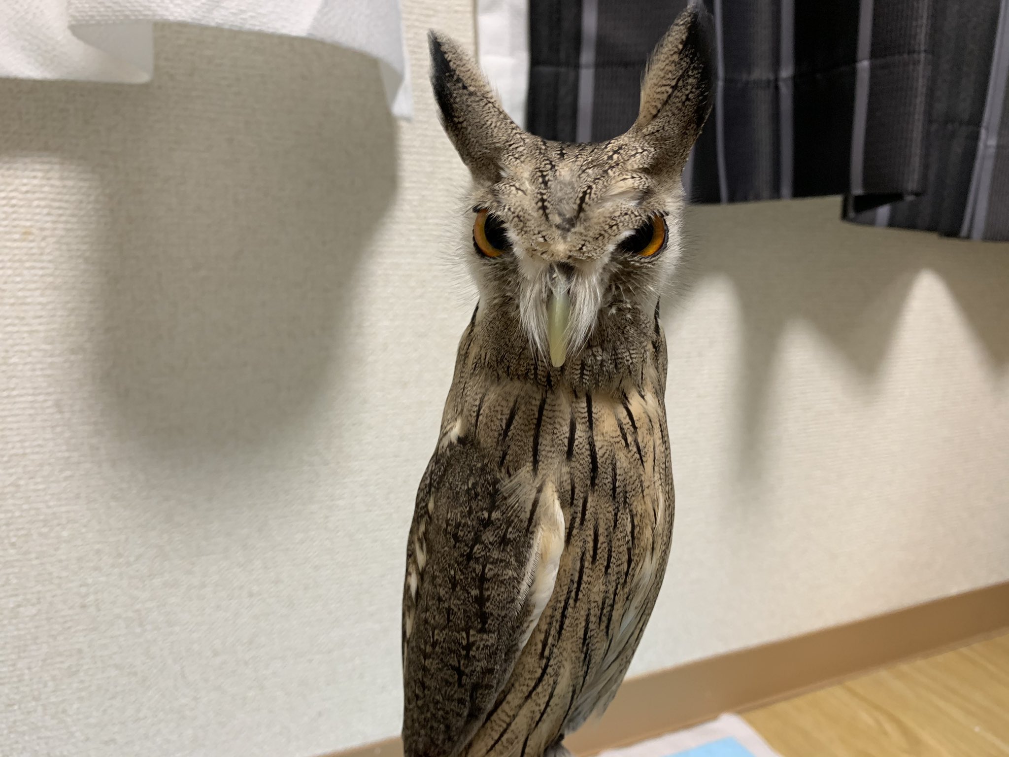cute-pet-owl-in-japan-startles-its-owner-with-a-dramatic-transformation