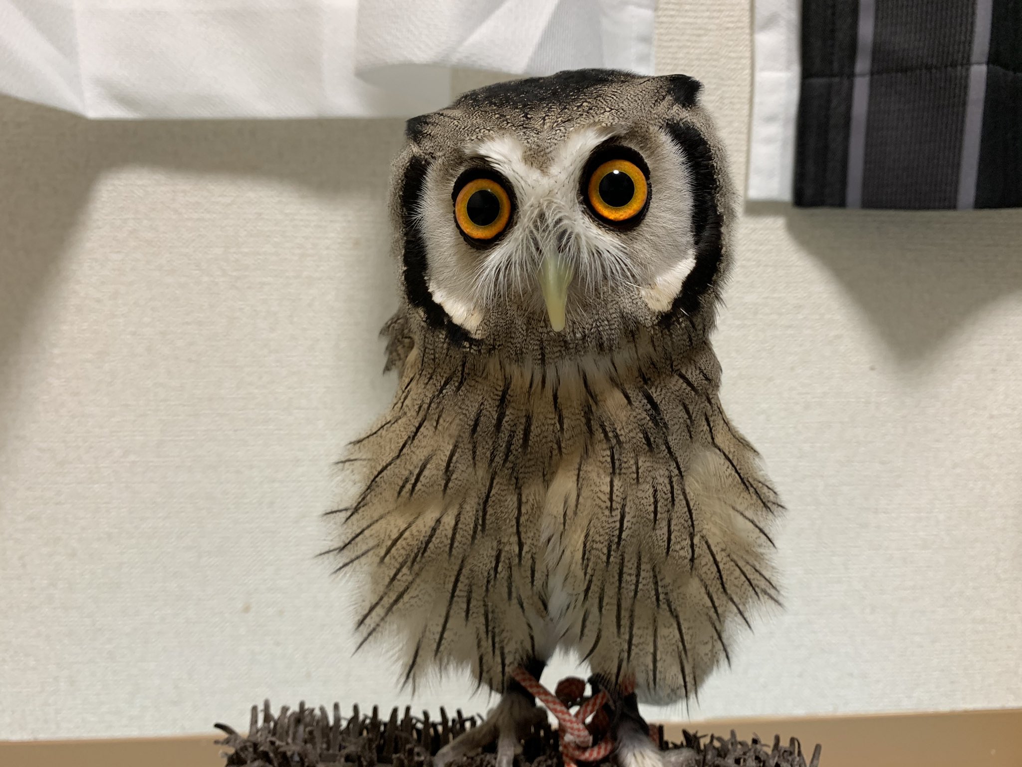 Cute pet owl in Japan startles its owner with a dramatic transformation