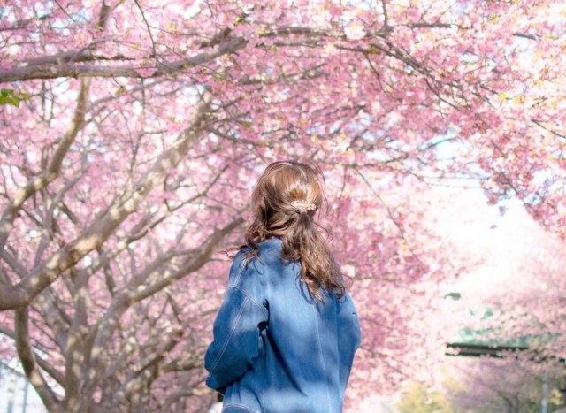 Updated cherry blossom forecast has sakura reaching full bloom earlier than usual